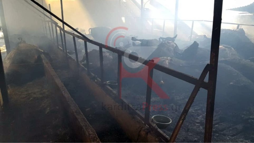 Σκληρές εικόνες: Κάηκαν 100 ζώα σε στάβλο στο Μουζάκι Καρδίτσας - Φωτογραφία 1