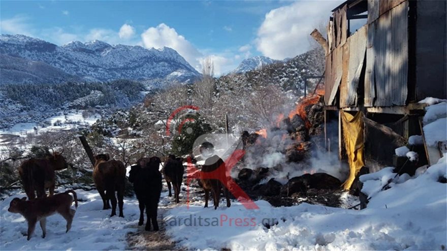 Σκληρές εικόνες: Κάηκαν 100 ζώα σε στάβλο στο Μουζάκι Καρδίτσας - Φωτογραφία 2
