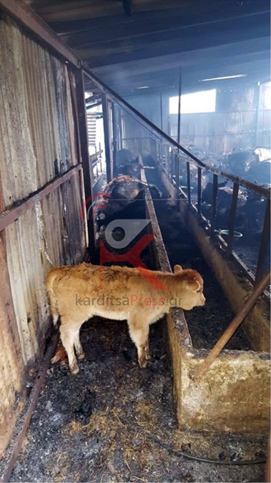 Σκληρές εικόνες: Κάηκαν 100 ζώα σε στάβλο στο Μουζάκι Καρδίτσας - Φωτογραφία 3