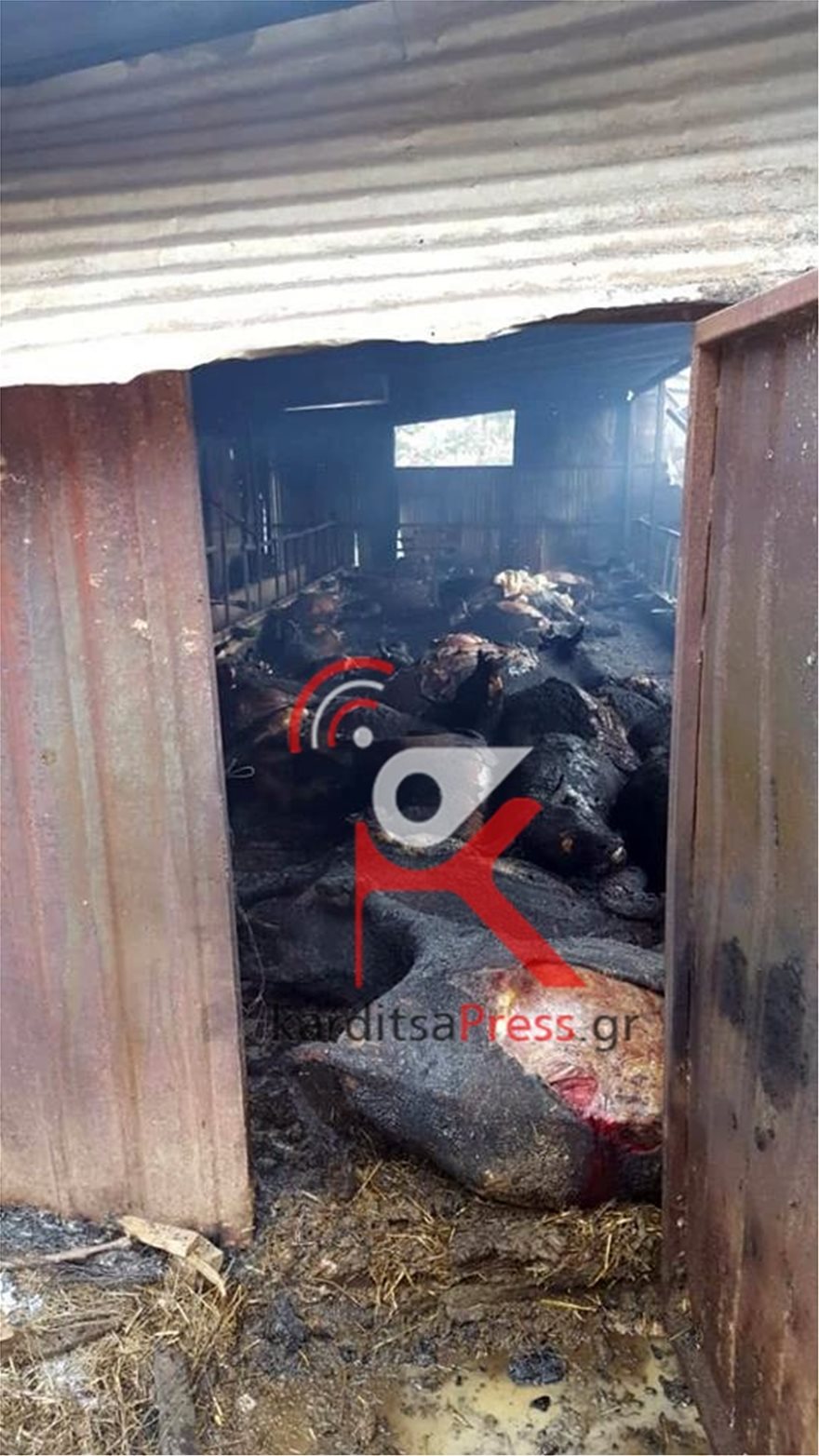 Σκληρές εικόνες: Κάηκαν 100 ζώα σε στάβλο στο Μουζάκι Καρδίτσας - Φωτογραφία 4