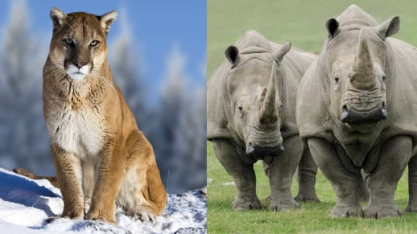 Αυτά είναι τα άγρια ζώα που εξαφανίστηκαν από τον πλανήτη το 2018 - Φωτογραφία 1