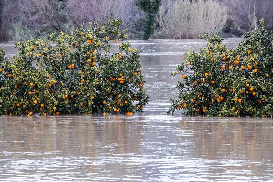 Πλημμύρισε ο Αλφειός – Καταστράφηκαν καλλιέργειες - Φωτογραφία 5