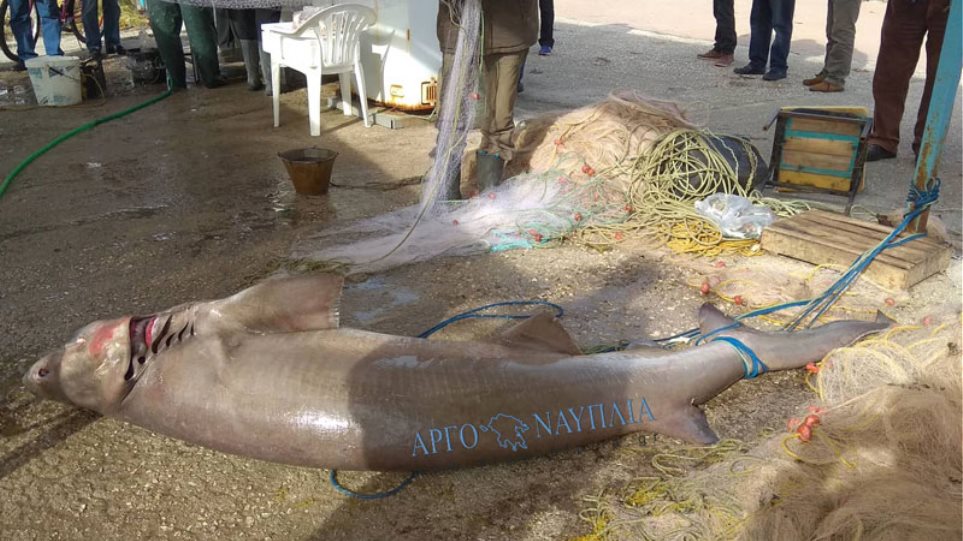 Νέα Κίος: Ψαράδες έπιασαν σκυλόψαρο 150 κιλών! - Φωτογραφία 1