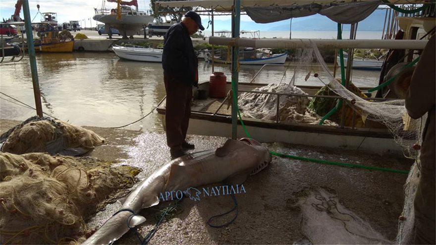 Νέα Κίος: Ψαράδες έπιασαν σκυλόψαρο 150 κιλών! - Φωτογραφία 2