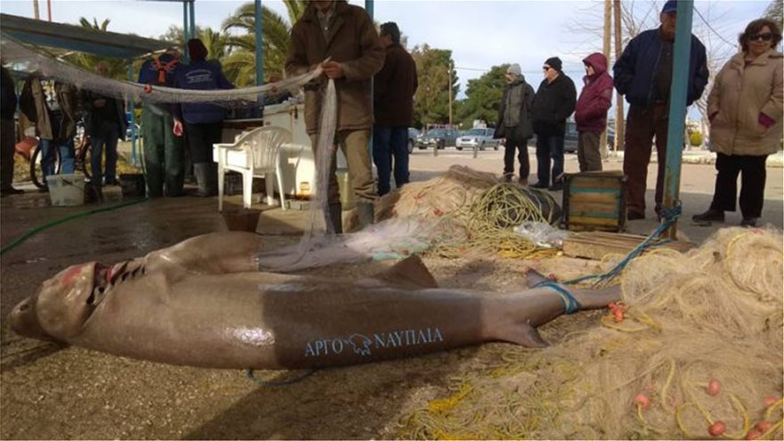 Νέα Κίος: Ψαράδες έπιασαν σκυλόψαρο 150 κιλών! - Φωτογραφία 4