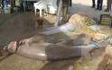 Νέα Κίος: Ψαράδες έπιασαν σκυλόψαρο 150 κιλών! - Φωτογραφία 1
