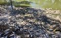 Αυστραλία: Περιβαλλοντική καταστροφή με ένα εκατομμύριο νεκρά ψάρια που σαπίζουν - Φωτογραφία 2