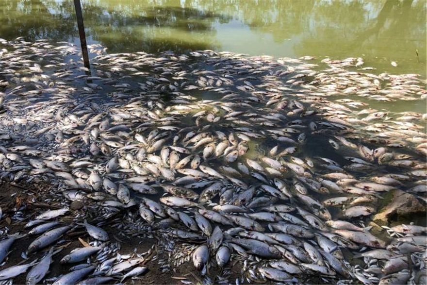 Αυστραλία: Περιβαλλοντική καταστροφή με ένα εκατομμύριο νεκρά ψάρια που σαπίζουν - Φωτογραφία 2