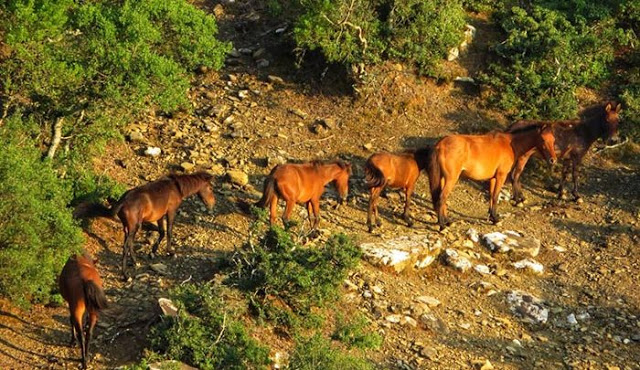 Άγνωστοι σκότωσαν άγρια άλογα στη Στράτο - Φωτογραφία 1
