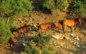 Άγνωστοι σκότωσαν άγρια άλογα στη Στράτο