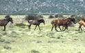Πυροβόλησαν και σκότωσαν προστατευόμενα άγρια άλογα στον Στράτο Αιτωλοακαρνανίας