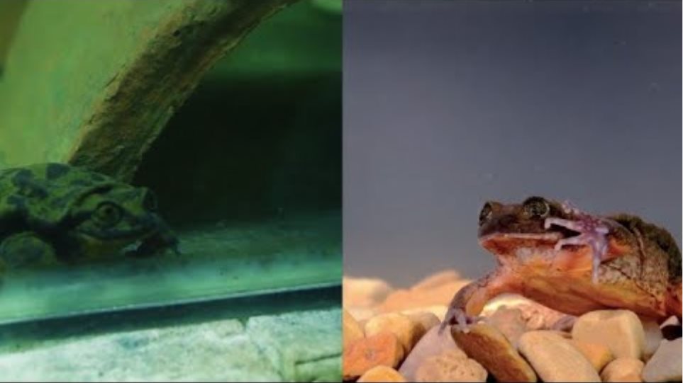Ρομέο: Ο πιο «μοναχικός» βάτραχος του κόσμου βρήκε την Ιουλιέττα του και διαιωνίζει το είδος - Φωτογραφία 2