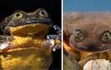 Ρομέο: Ο πιο «μοναχικός» βάτραχος του κόσμου βρήκε την Ιουλιέττα του και διαιωνίζει το είδος - Φωτογραφία 1