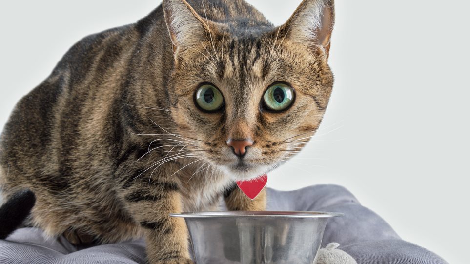 Γάτα: Ξηρά, υγρή ή μικτή διατροφή; - Φωτογραφία 1