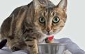Γάτα: Ξηρά, υγρή ή μικτή διατροφή;