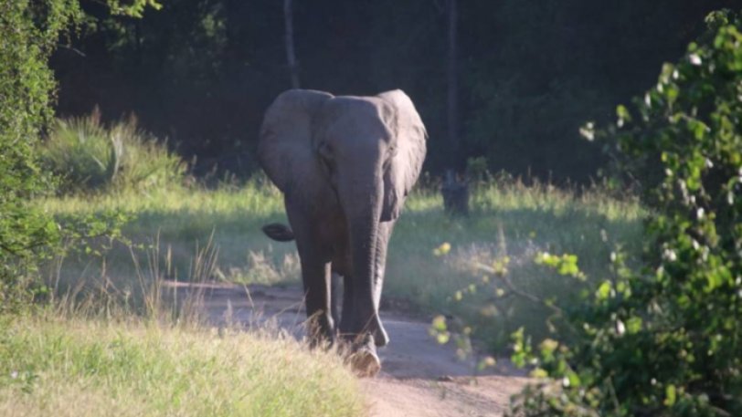 Οι ελέφαντες της Μοζαμβίκης «απαντούν» στους λαθροθήρες και γεννιούνται χωρίς χαυλιόδοντες - Φωτογραφία 1