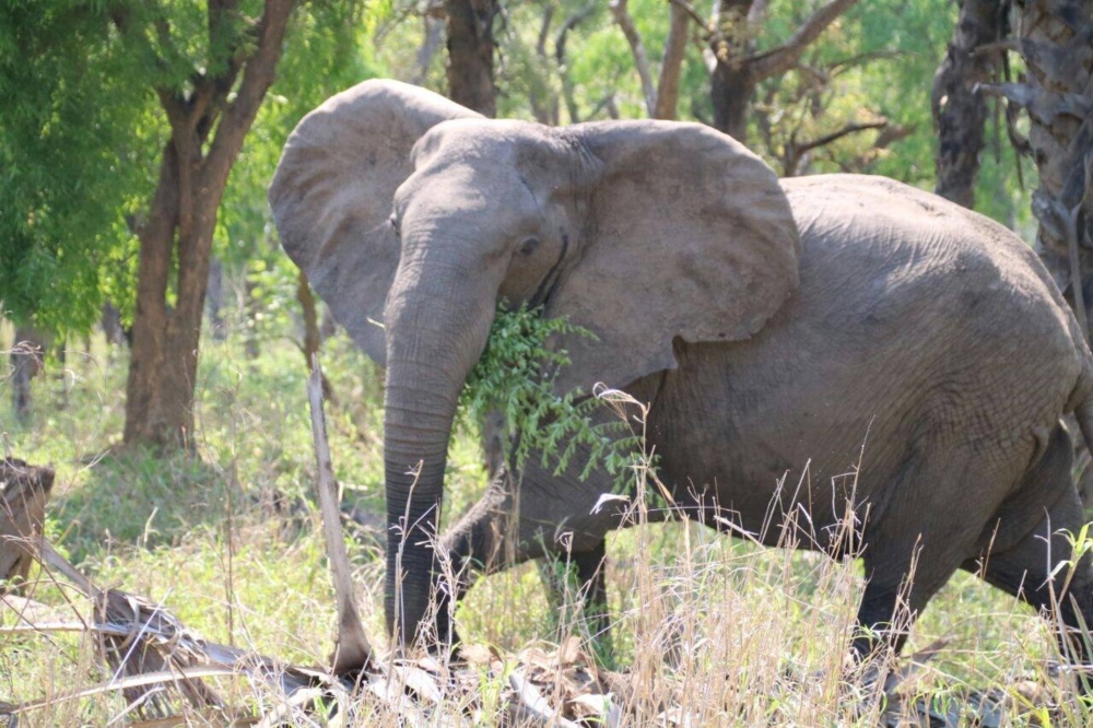 Οι ελέφαντες της Μοζαμβίκης «απαντούν» στους λαθροθήρες και γεννιούνται χωρίς χαυλιόδοντες - Φωτογραφία 2