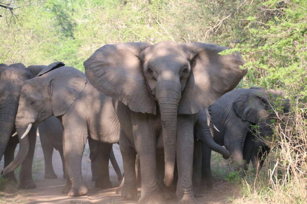Οι ελέφαντες της Μοζαμβίκης «απαντούν» στους λαθροθήρες και γεννιούνται χωρίς χαυλιόδοντες - Φωτογραφία 3