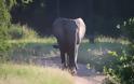 Οι ελέφαντες της Μοζαμβίκης «απαντούν» στους λαθροθήρες και γεννιούνται χωρίς χαυλιόδοντες