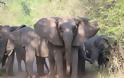 Οι ελέφαντες της Μοζαμβίκης «απαντούν» στους λαθροθήρες και γεννιούνται χωρίς χαυλιόδοντες - Φωτογραφία 3