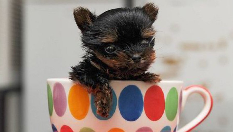 Το πιο μικρό και (χαριτωμένο) σκυλί στον κόσμο - Φωτογραφία 1