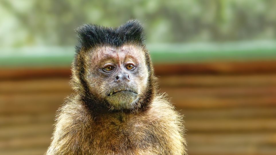 Επιστήμονες έφτιαξαν μαϊμούδες που «παθαίνουν» άγχος, κατάθλιψη, αϋπνία και σχιζοφρένεια - Φωτογραφία 1