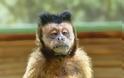 Επιστήμονες έφτιαξαν μαϊμούδες που «παθαίνουν» άγχος, κατάθλιψη, αϋπνία και σχιζοφρένεια