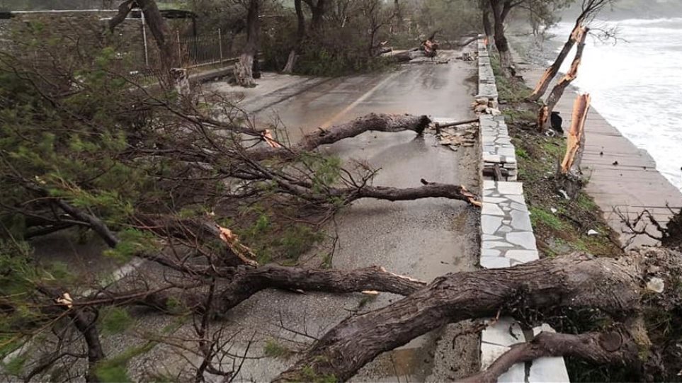 Κακοκαιρία: Οι ισχυροί άνεμοι ξεσήκωσαν δέντρα σε Ρόδο και Τήνο - Φωτογραφία 1