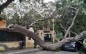 Κακοκαιρία: Οι ισχυροί άνεμοι ξεσήκωσαν δέντρα σε Ρόδο και Τήνο - Φωτογραφία 3