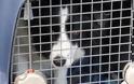 Κατασχέθηκαν 35 ζώα συντροφιάς στην Πάτρα