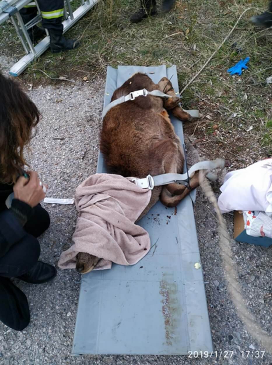 Άνω Λιόσια: Πυροσβέστες σώζουν ελάφι – Εντυπωσιακές εικόνες - Φωτογραφία 3