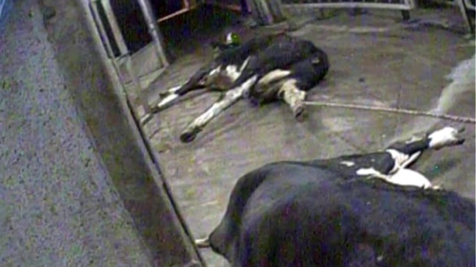 Σοκαριστικές εικόνες από κρυφή κάμερα στην Πολωνία: Σφάζουν άρρωστες αγελάδες και πουλάνε το κρέας τους - Φωτογραφία 1