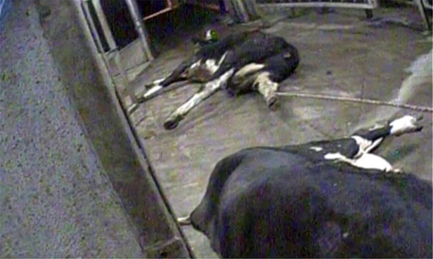 Σοκαριστικές εικόνες από κρυφή κάμερα στην Πολωνία: Σφάζουν άρρωστες αγελάδες και πουλάνε το κρέας τους - Φωτογραφία 3