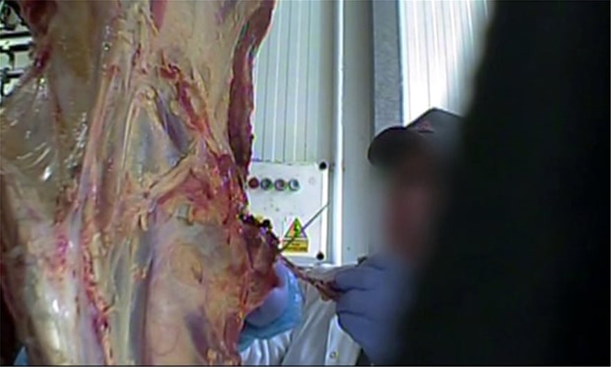 Σοκαριστικές εικόνες από κρυφή κάμερα στην Πολωνία: Σφάζουν άρρωστες αγελάδες και πουλάνε το κρέας τους - Φωτογραφία 4