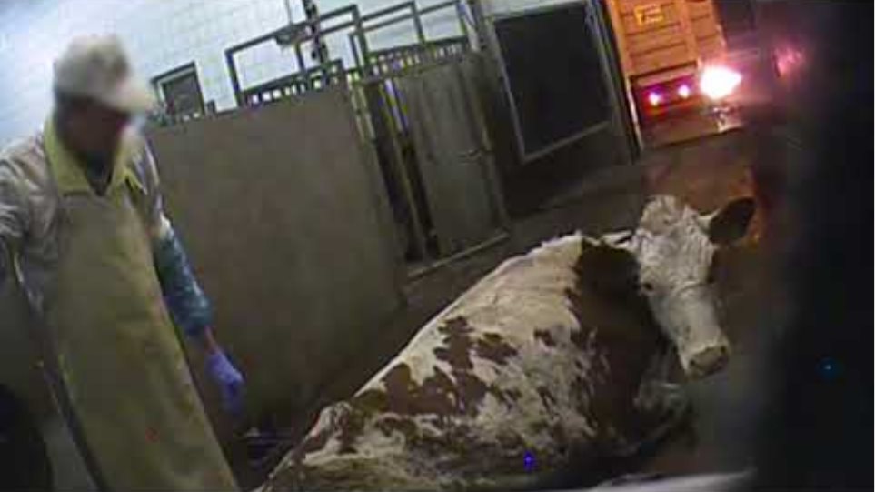 Σοκαριστικές εικόνες από κρυφή κάμερα στην Πολωνία: Σφάζουν άρρωστες αγελάδες και πουλάνε το κρέας τους - Φωτογραφία 5