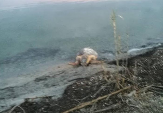Δρυμός Βόνιτσας: Άλλη μία νεκρή χελώνα στον Αμβρακικό (φωτο) - Φωτογραφία 3