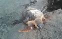Δρυμός Βόνιτσας: Άλλη μία νεκρή χελώνα στον Αμβρακικό (φωτο)