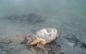Δρυμός Βόνιτσας: Άλλη μία νεκρή χελώνα στον Αμβρακικό (φωτο) - Φωτογραφία 2