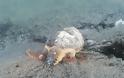 Δρυμός Βόνιτσας: Άλλη μία νεκρή χελώνα στον Αμβρακικό (φωτο) - Φωτογραφία 4