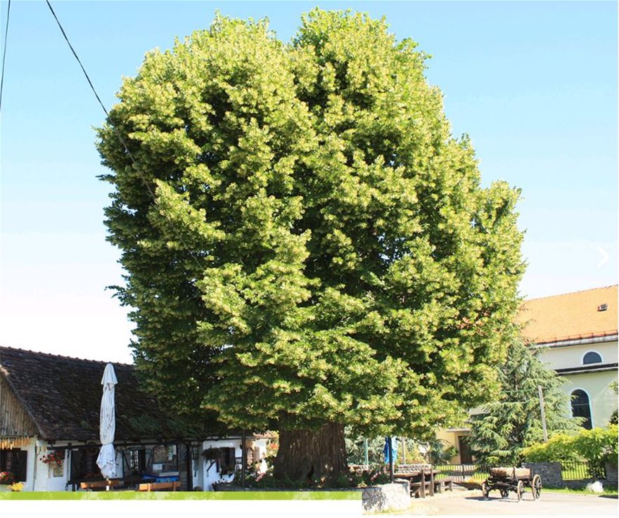 Φλαμουριά 500 ετών «διεκδικεί» τον τίτλο «Ευρωπαϊκό Δέντρο 2019» - Φωτογραφία 2