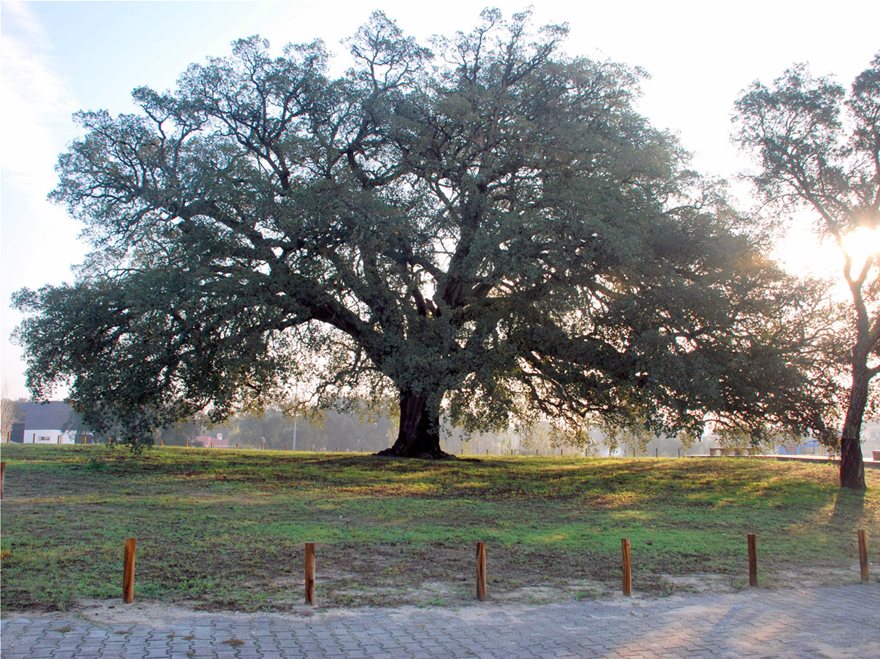 Φλαμουριά 500 ετών «διεκδικεί» τον τίτλο «Ευρωπαϊκό Δέντρο 2019» - Φωτογραφία 3