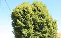 Φλαμουριά 500 ετών «διεκδικεί» τον τίτλο «Ευρωπαϊκό Δέντρο 2019»