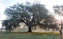 Φλαμουριά 500 ετών «διεκδικεί» τον τίτλο «Ευρωπαϊκό Δέντρο 2019» - Φωτογραφία 3