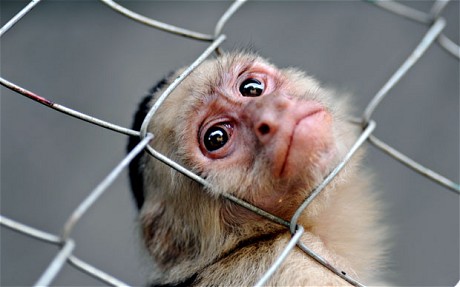 Αντιδράσεις παγκοσμίως προκαλούν Κινέζοι επιστήμονες που δημιούργησαν κλωνοποιημένες μαϊμούδες! Τι λένε οι ίδιοι; - Φωτογραφία 1