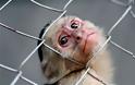 Αντιδράσεις παγκοσμίως προκαλούν Κινέζοι επιστήμονες που δημιούργησαν κλωνοποιημένες μαϊμούδες! Τι λένε οι ίδιοι;