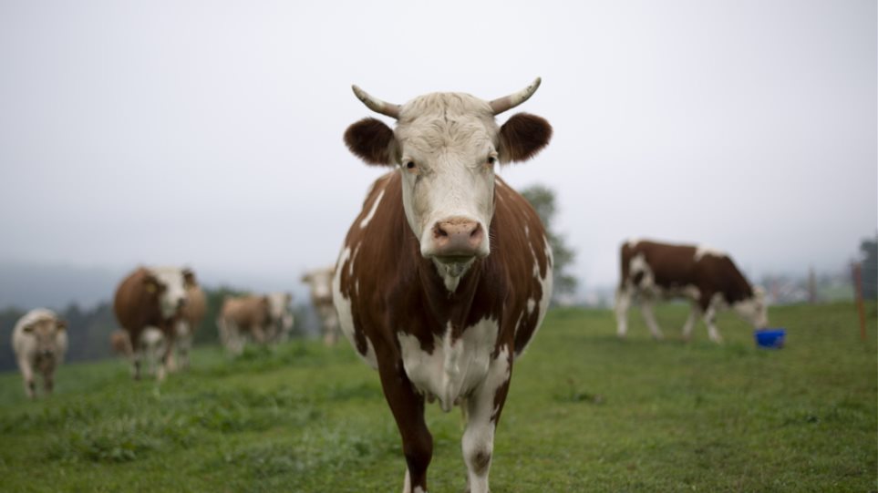 Σάλος στην Πολωνία: Έκαναν εξαγωγές κρέατος από άρρωστες αγελάδες σε χώρες της ΕΕ - Φωτογραφία 1