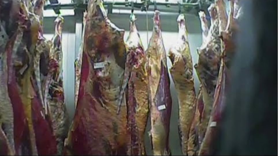 Σάλος στην Πολωνία: Έκαναν εξαγωγές κρέατος από άρρωστες αγελάδες σε χώρες της ΕΕ - Φωτογραφία 2