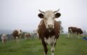 Σάλος στην Πολωνία: Έκαναν εξαγωγές κρέατος από άρρωστες αγελάδες σε χώρες της ΕΕ - Φωτογραφία 1