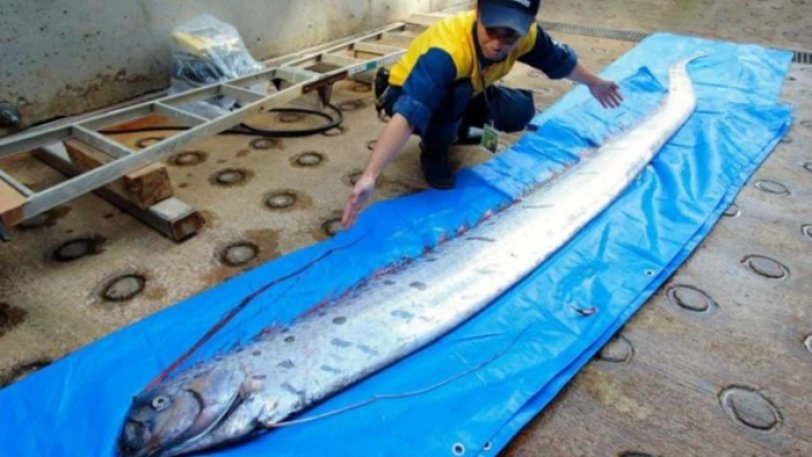Οι Ιάπωνες «τρέμουν» ισχυρό σεισμό λόγω απόκοσμων ψαριών 3,5 μέτρων που ξεβράστηκαν στις ακτές (pics) - Φωτογραφία 1