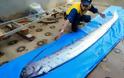 Οι Ιάπωνες «τρέμουν» ισχυρό σεισμό λόγω απόκοσμων ψαριών 3,5 μέτρων που ξεβράστηκαν στις ακτές (pics)